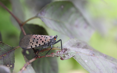 ESA PUBLISHED COLLECTION OF SPOTTED LANTERNFLY RESEARCH