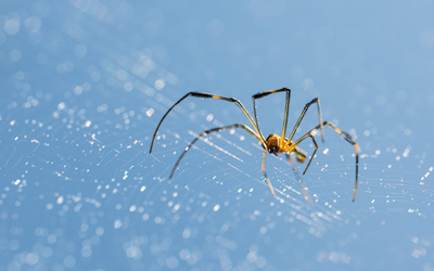 TEST YOUR KNOWLEDGE OF SPIDERS