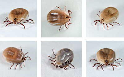 PMPs SHOULD LEAD PUSH FOR MORE TICK RESEARCH