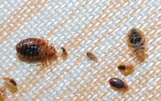 THE BASICS TO BED BUG TREATMENT
