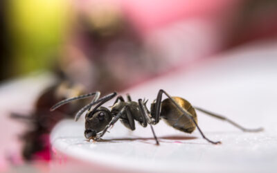 WHAT’S YOUR FAVORITE ANT INSPECTION TIP?