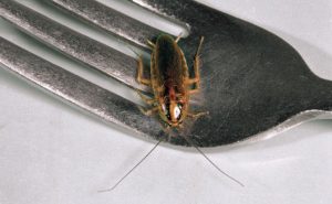 COCKROACH CONTROL: PMPs SHARE LESSONS LEARNED