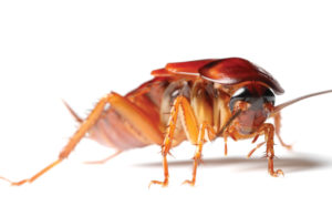 EXPERTS SHARE ADVICE ON COCKROACH CONTROL
